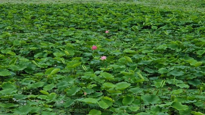 白银水川湿地公园的千亩荷塘 绿醉了