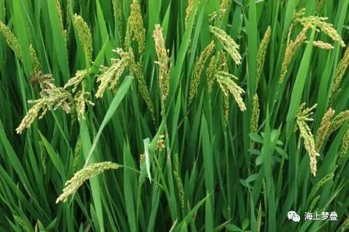 廿年了,记忆当中有交关多个事体侪刻上了农村个记号,其中就有关于甜芦