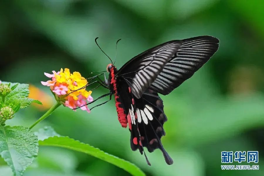 化茧成蝶的图片 449.jpg