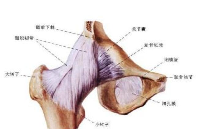 髋关节结构解密2020-06-191为什么股骨颈骨折后,易发生股骨头缺血坏死