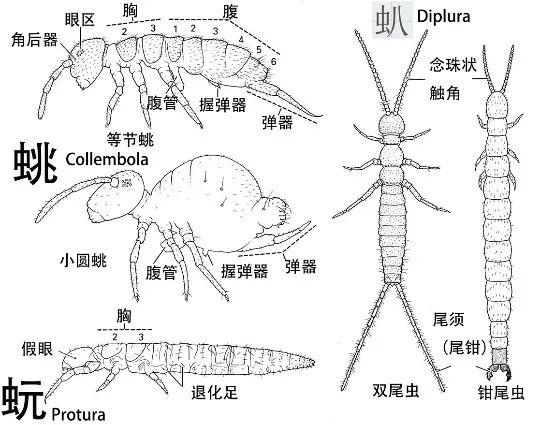 剁手后 如何优雅地吃土 新知 澎湃新闻 The Paper