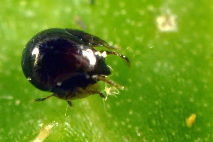 土壤中常见的一类食真菌螨——翼甲螨(galumna sp.