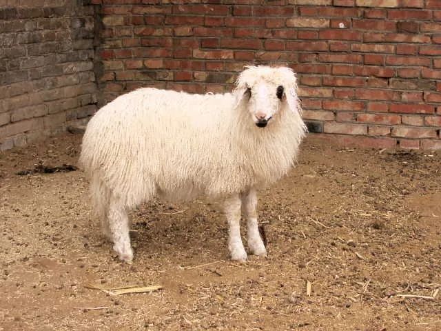 一胎双羔不再是梦盐池滩羊告别独生子历史