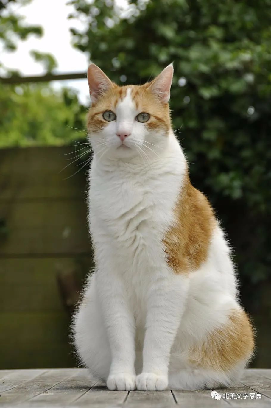 养得无趣,还不如隔窗看邻居的黄猫