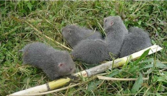 广西发布紧急通知!吃竹鼠等人工饲养的野生动物,罚!