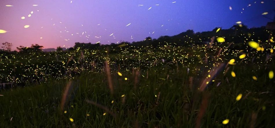 送门票丨萤火虫空降蔚然花海带你进入丛林秘境