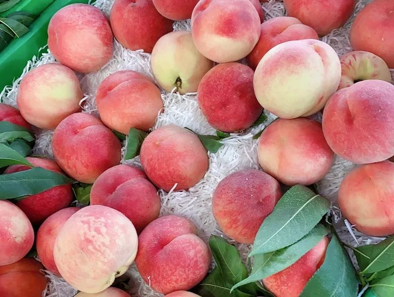 龙泉驿水蜜桃成熟啦来朋友圈先吃