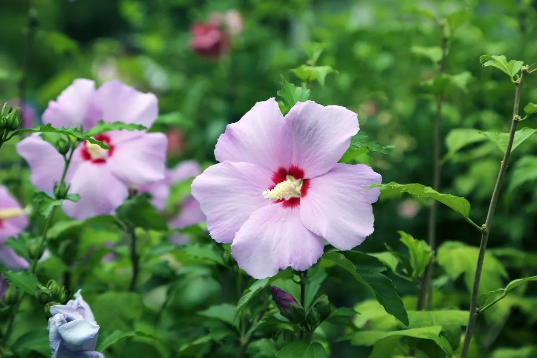 上海植物园夏季花展 上新 花烛和睡莲邀你共赴一场夏季之约 政务 澎湃新闻 The Paper