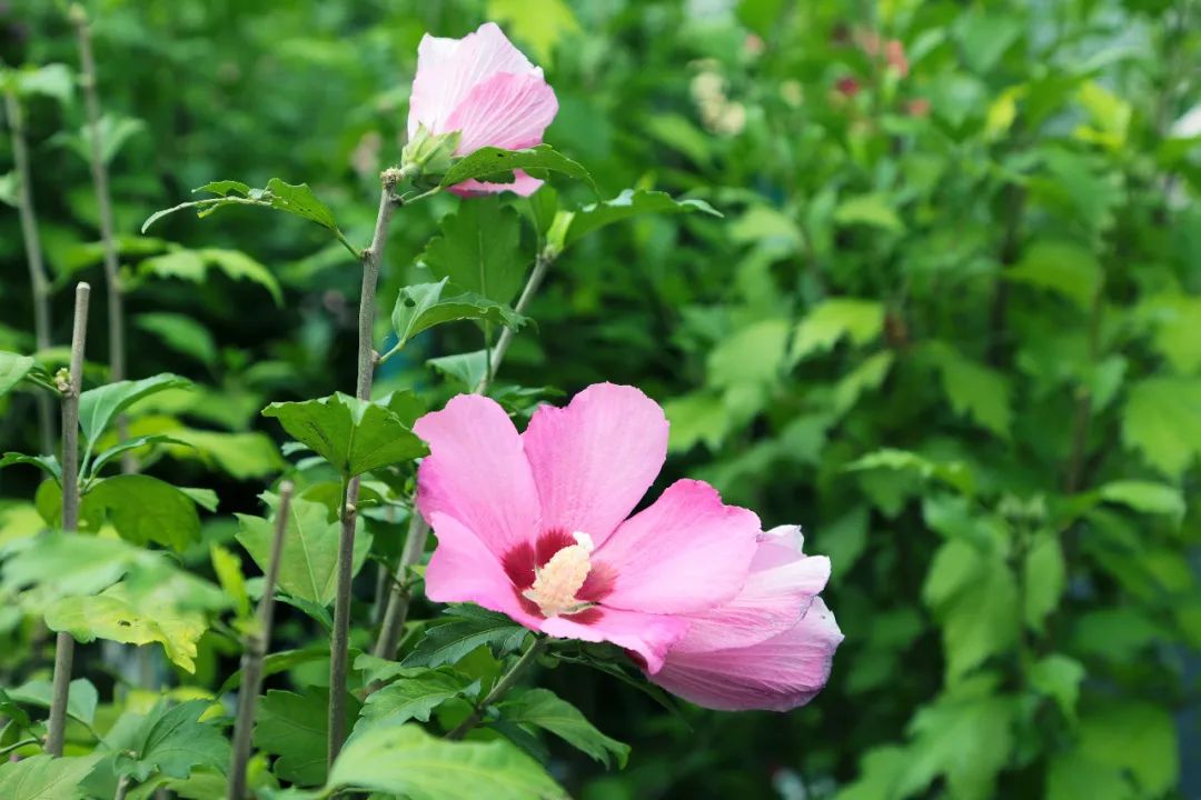 上海植物园夏季花展 上新 花烛和睡莲邀你共赴一场夏季之约 政务 澎湃新闻 The Paper