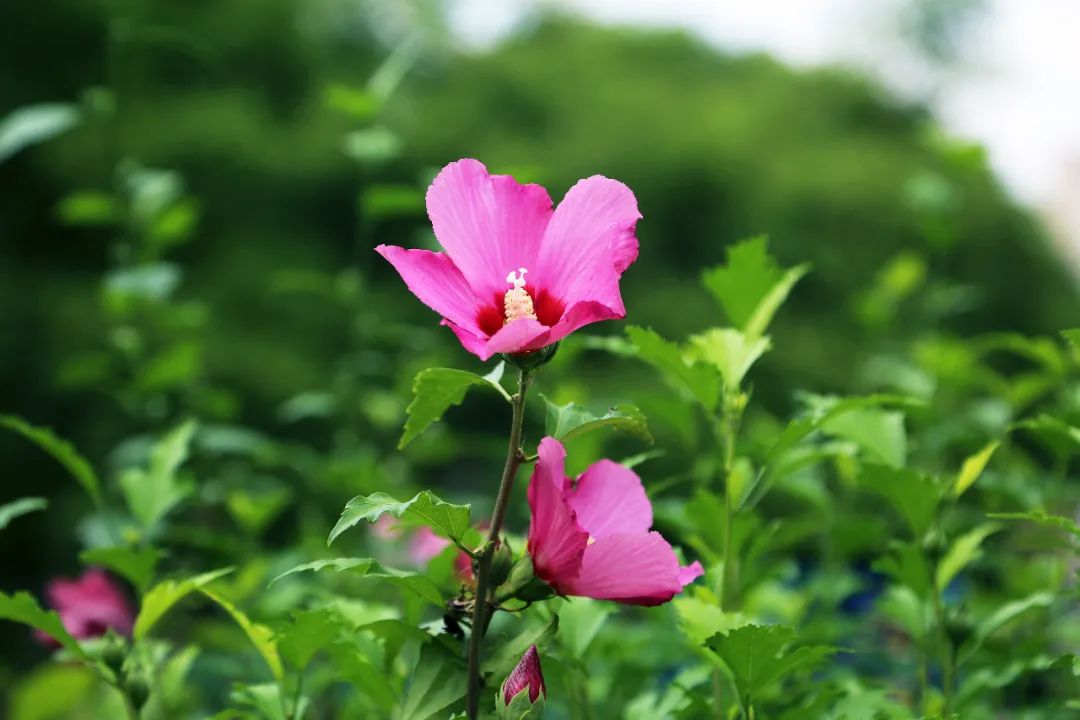 上海植物园夏季花展 上新 花烛和睡莲邀你共赴一场夏季之约 政务 澎湃新闻 The Paper