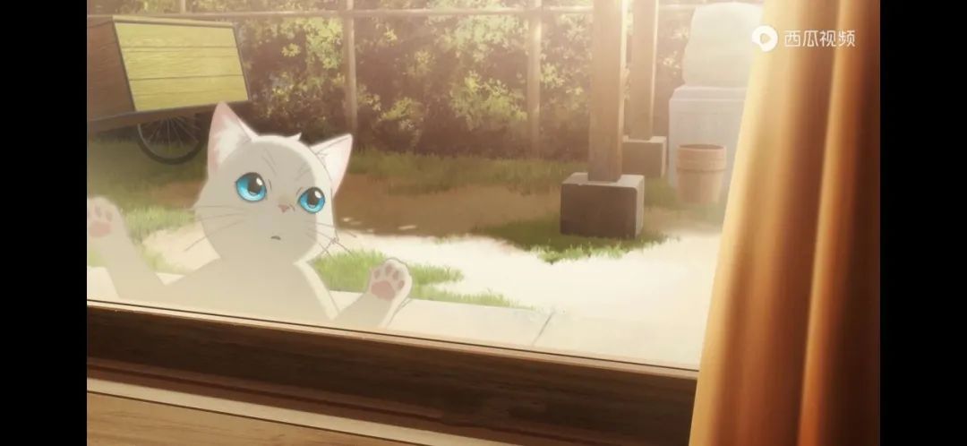 少女变猫奇幻记，这部夏日u201c吸猫u201d动画太治愈