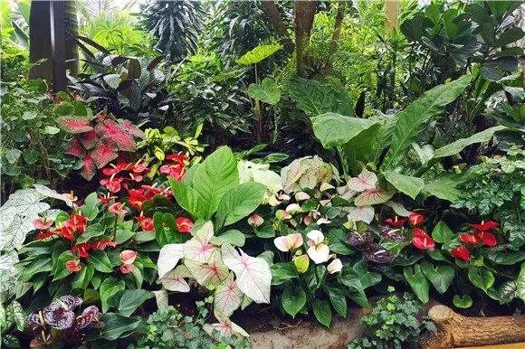 上海植物园变身热带雨林花烛姐妹花20日起登场