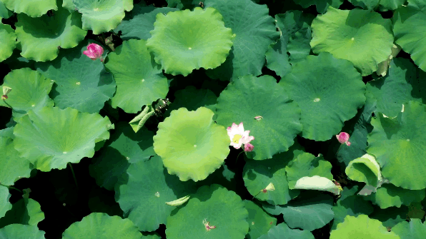 一边赏荷,一边闻着淡淡的荷叶清香,这两天的荷花开得愈发娇艳.