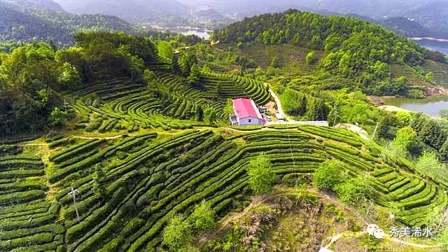 望江绿茶基地绿杨乡百丈村的顾昌荣就是其中之一.