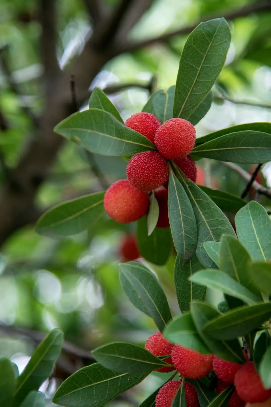 芳香四溢瓜果飘香江宁杏花村许你一个不一样的夏天