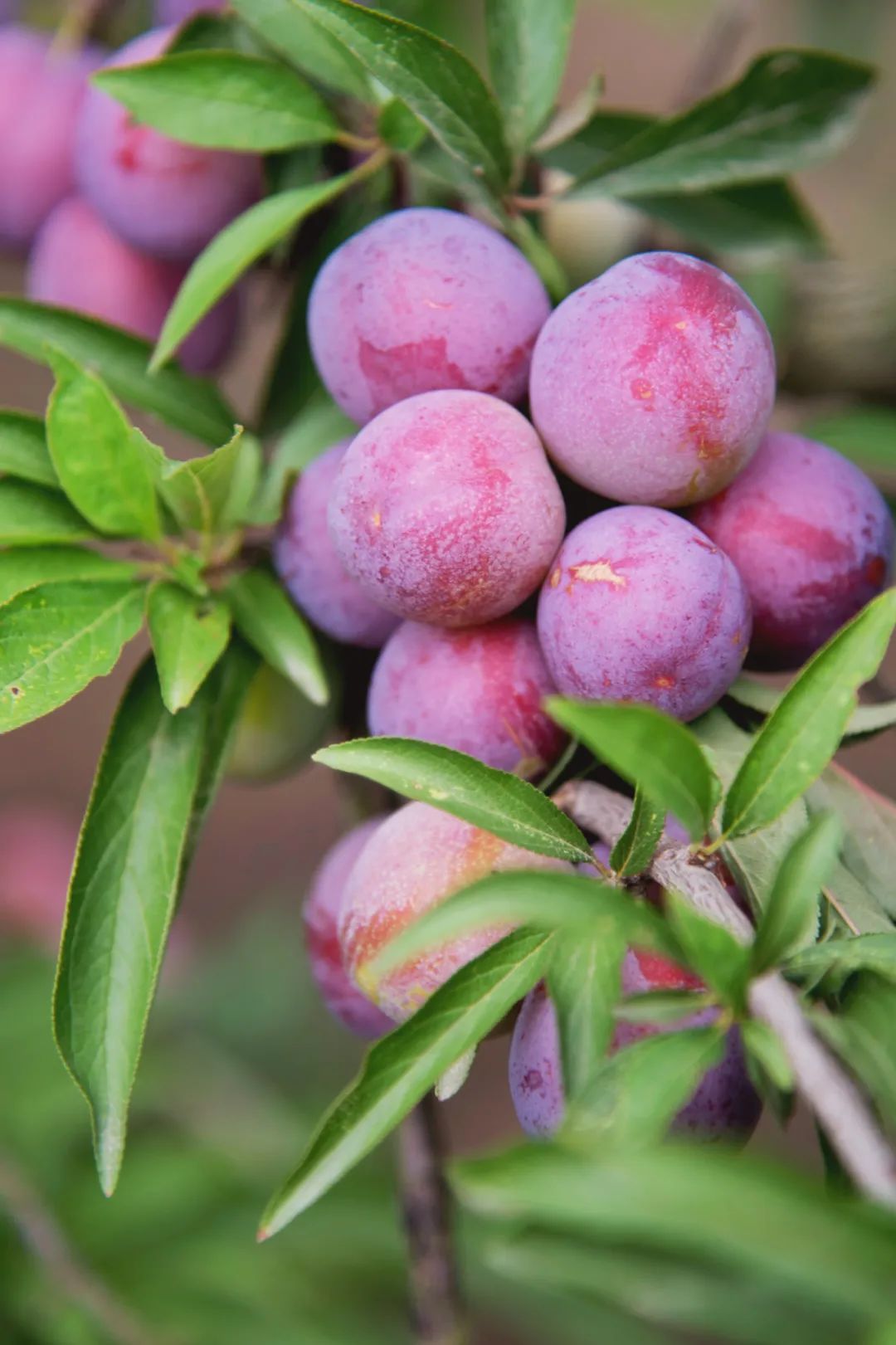 芳香四溢瓜果飘香江宁杏花村许你一个不一样的夏天