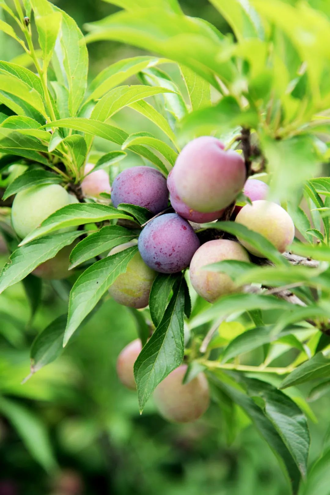 芳香四溢瓜果飘香江宁杏花村许你一个不一样的夏天