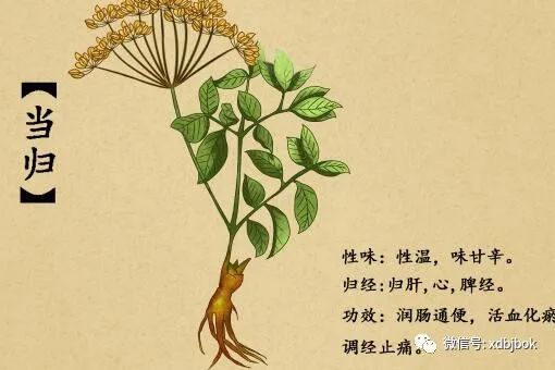 李时珍在《本草纲目》中说:"当归调血,为女人要药,有思夫之意,故有