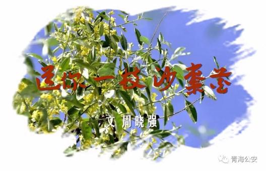 青海公安文联会员作品丨送你一枝沙枣花
