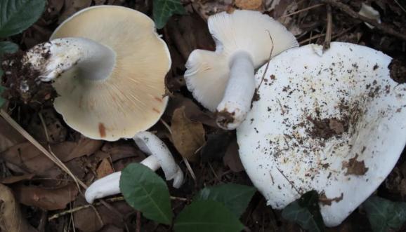 日本红菇(背土菌,石灰菌)等,此类毒蘑菇以恶心,呕吐,腹痛,腹泻为主的