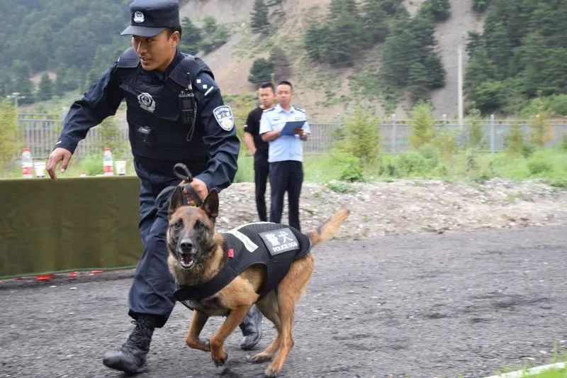 甘南州警犬考核工作在迭部县公安局警犬训练基地举行