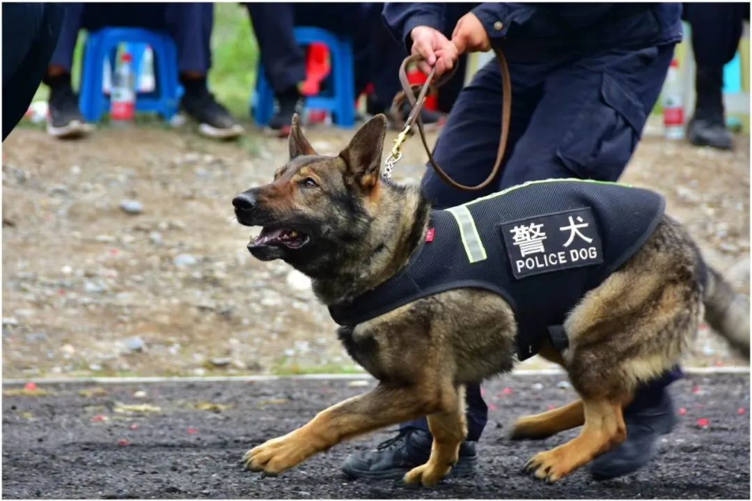 警犬训练计划表图片