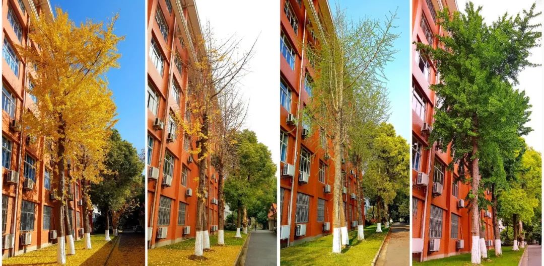 主题:紫色烂漫)(颜明娟老师供图 主题:我爱顾村中学)讲述光阴故事