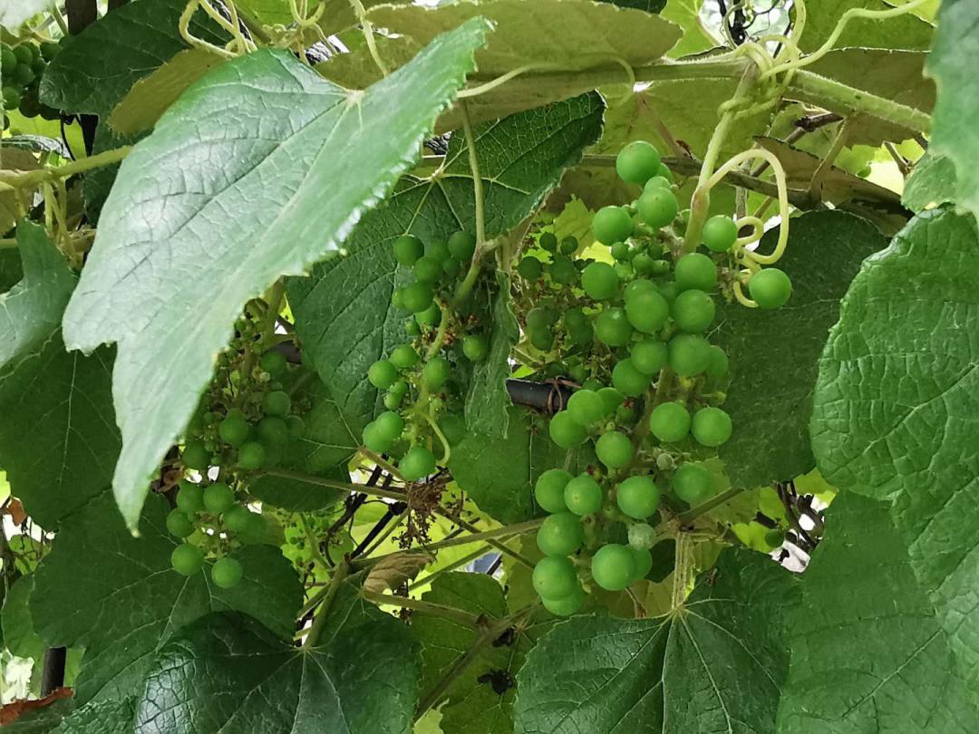 架覆前檐为炎炎夏日添一分凉爽郁郁葱葱的藤蔓垂藤引夏凉瀑水含秋气