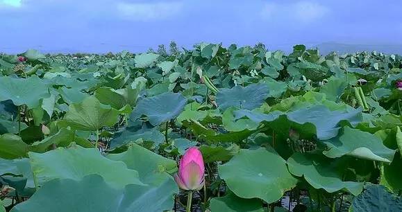 云水湾湿地公园图片