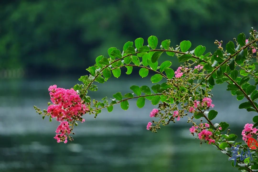 夏至珍惜生命中每一個光亮如新的白晝莫負夏日好時光