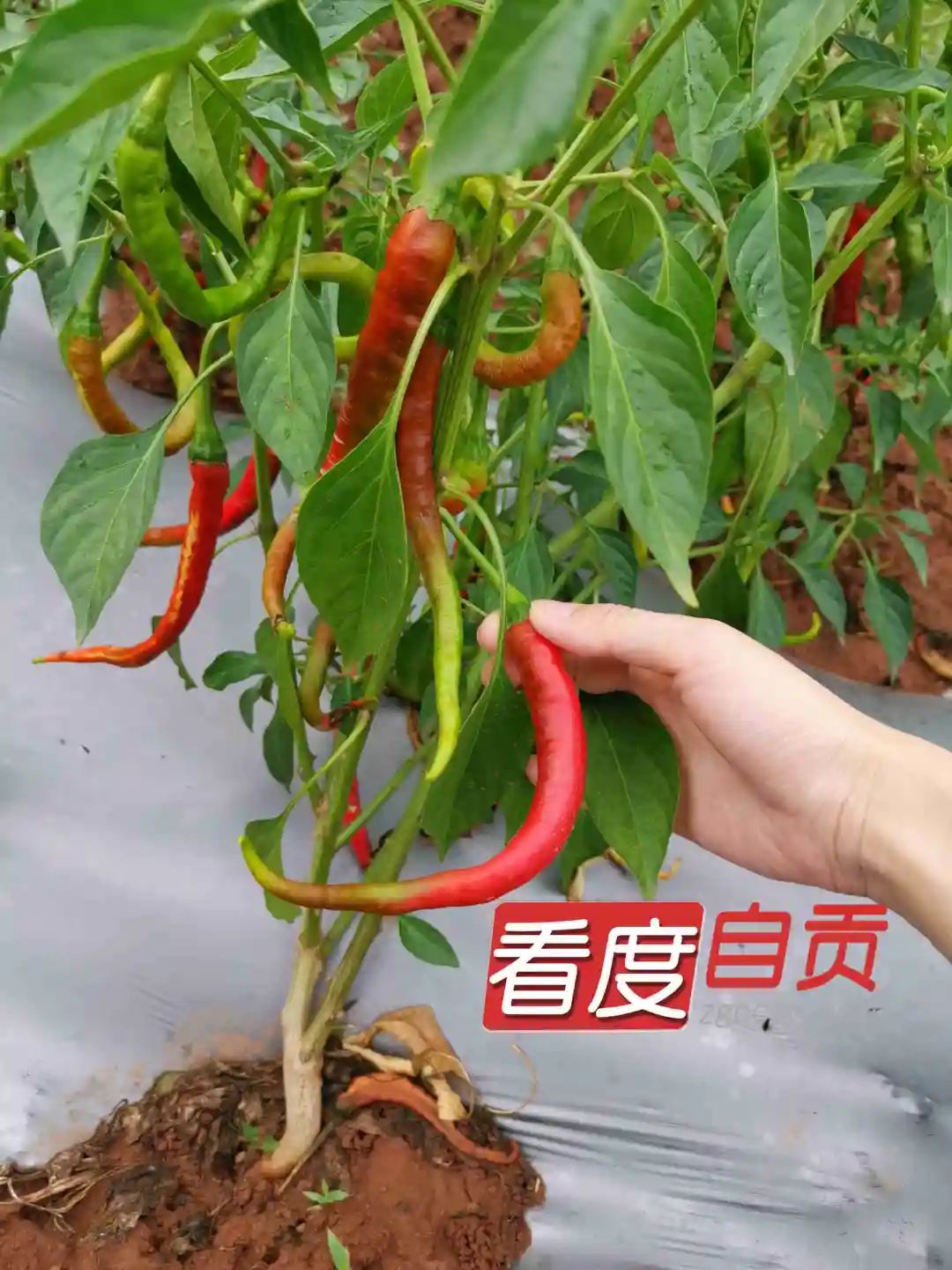 荣县小米辣辣出红火丰收味