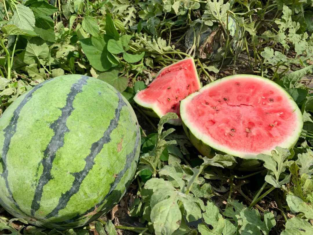 菏泽东明黄河滩200亩西瓜滞销种植户急盼爱心人士相助
