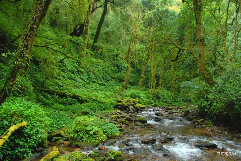 普洱这些原始森林告诉你,什么才叫"森呼吸"!