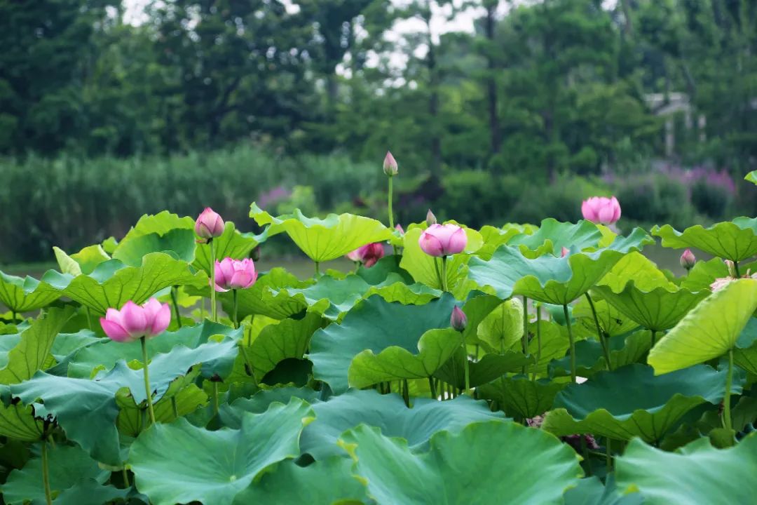 公園浦東臨沂公園崇明瀛洲公園嘉定遠香湖公園嘉定陳家山荷花公園資料