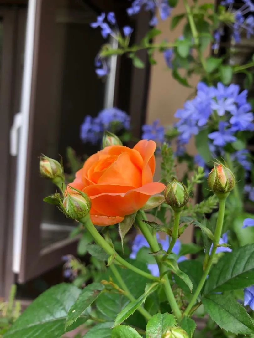 梅雨季的小花园 晴天 雨天都是人生的风景 湃客 澎湃新闻 The Paper