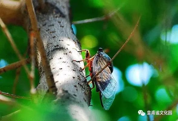 风轻云淡蜂飞蝶舞鸟语蝉鸣繁花似锦碧水蓝天灵台的夏天四处安详潺潺
