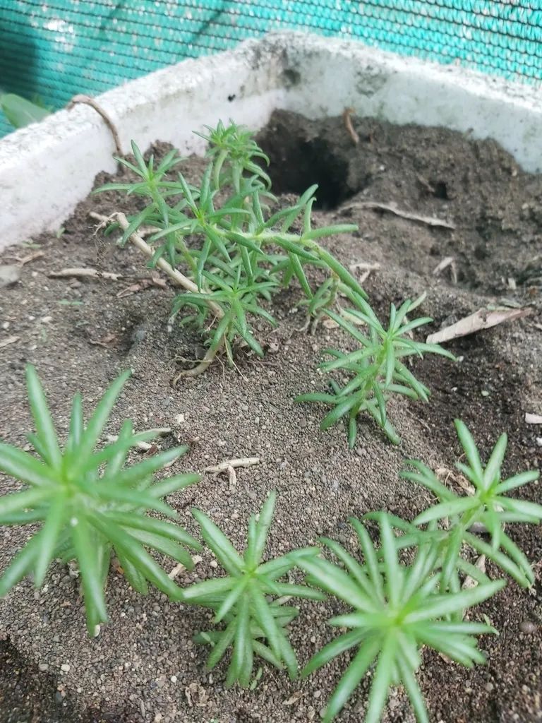 土也是从当街挖回来的土,奶奶把一些只有针尖大的"小粒粒"撒到花盆里