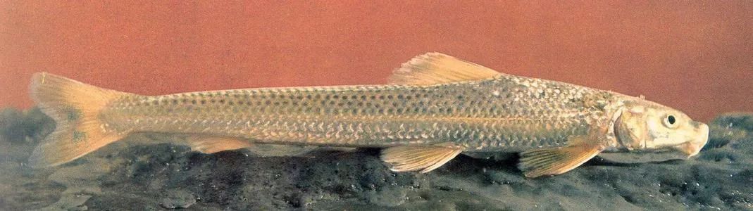 银鮈鱼 百科图片