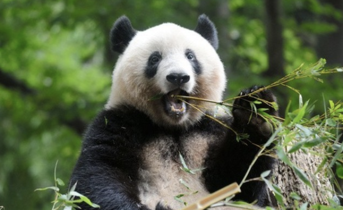大熊猫“香香”旅日生涯只剩半年，日本上野动物园明日重启