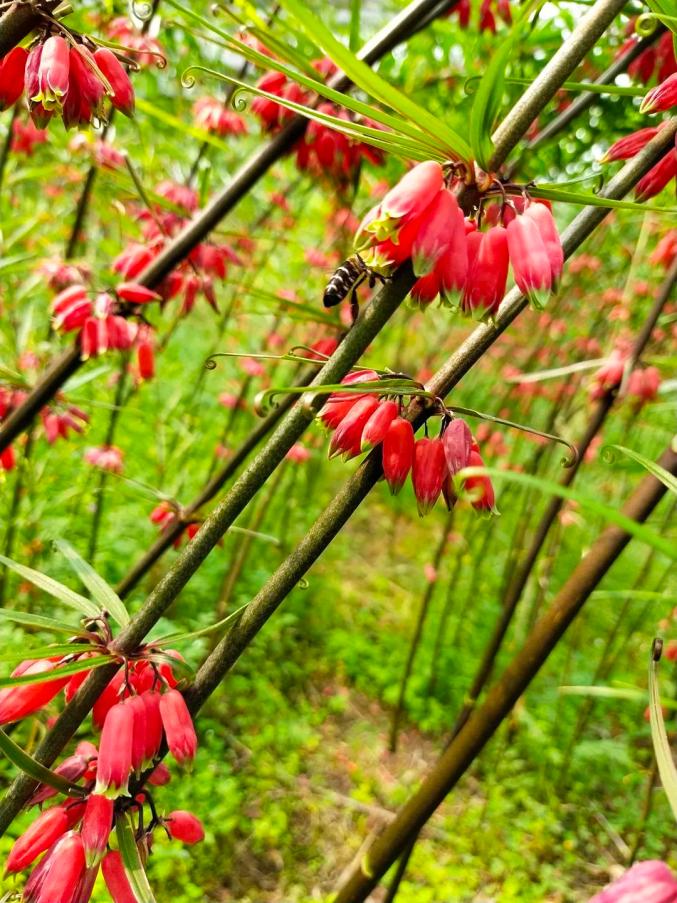 山上挖来的宝个旧这个村靠节节高生活一年更比一年好