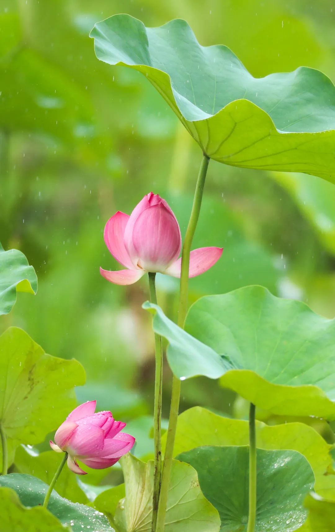 小荷才露尖尖角早有飞虫立上头池塘的那一片绿绿中的那一点红就是夏天