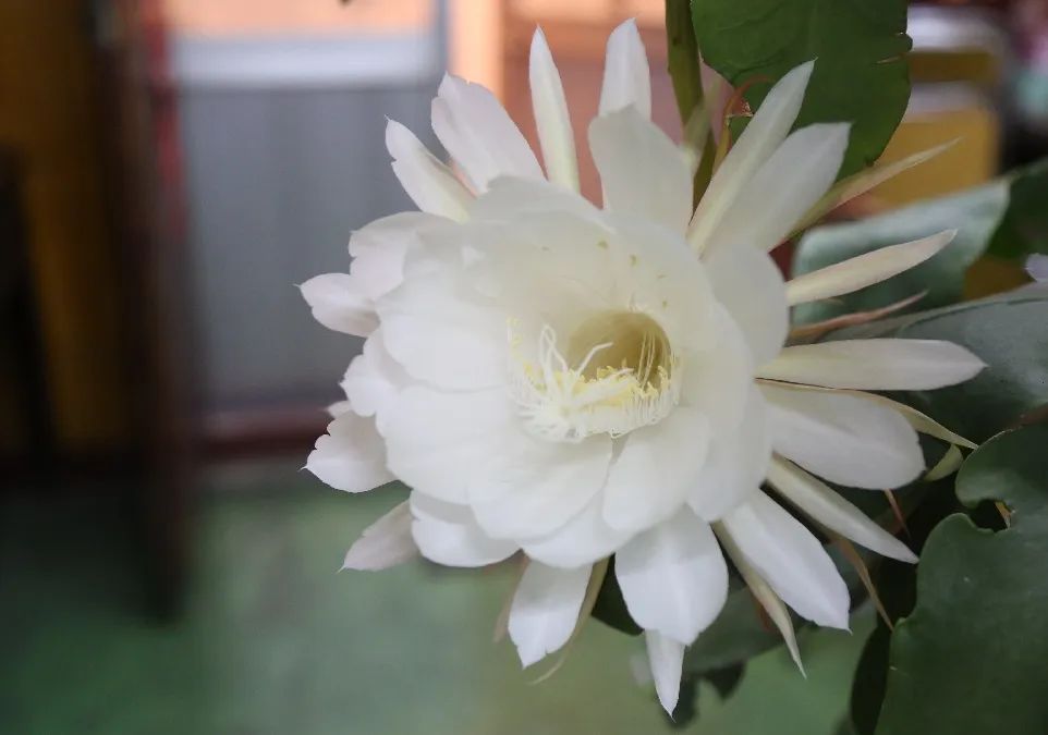 超美!11朵昙花同时绽放,小嘉记录下了全过程,速围观