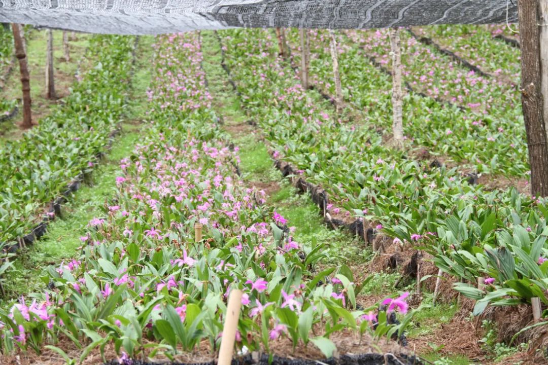 按照目前的市场价格计算,今年,该合作社发展的独蒜兰产值将超过1000多