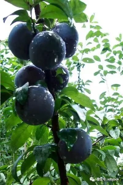 【故事里的中药】疏肝和胃,调畅气机——乌梅