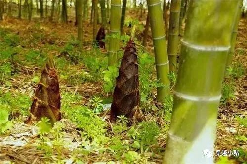 笋是怎么读的 136.jpg