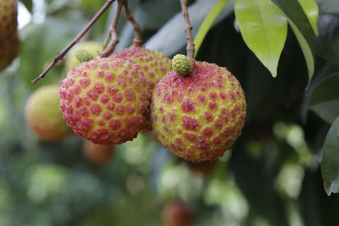 吃不完原来东莞荔枝品种多到