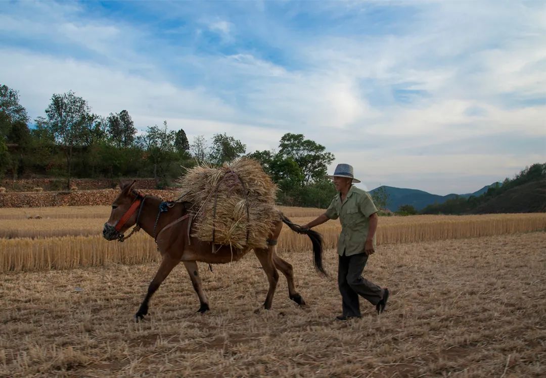 津门网冯洪波牡丹坪村的麦收