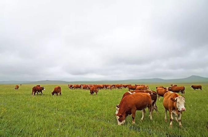 牛3600头新西兰安格斯牛在草原安家