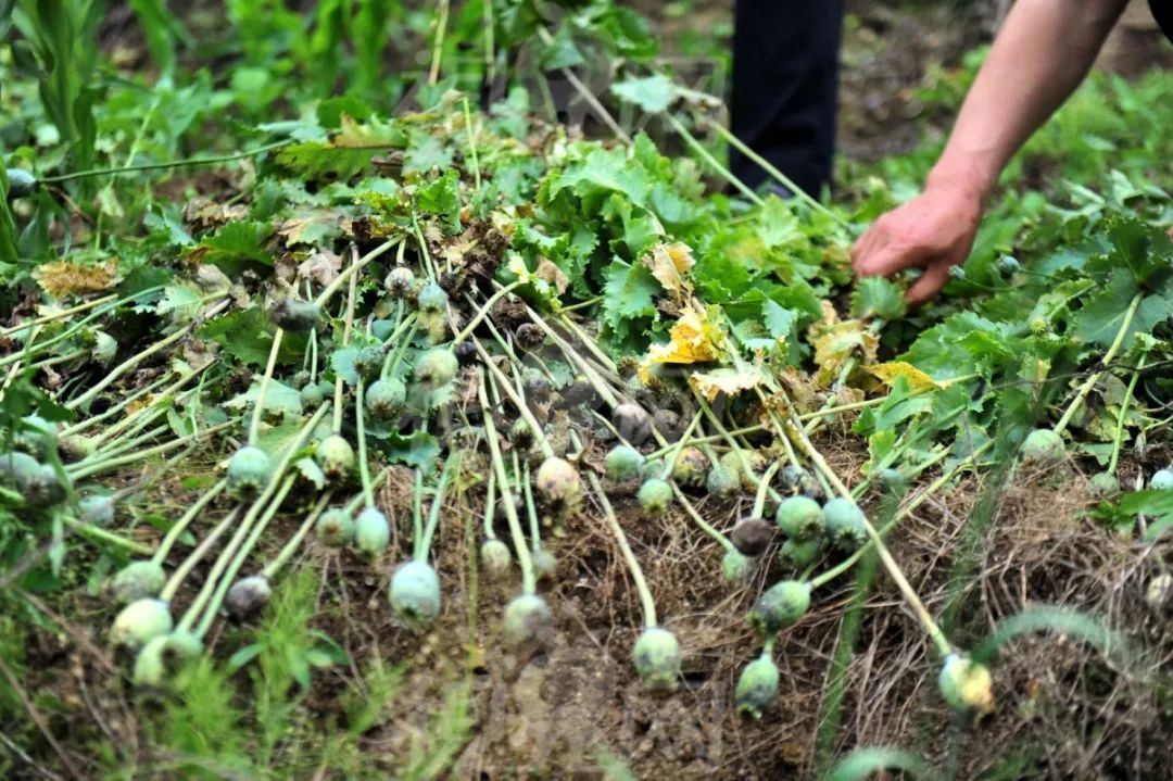 听说罂粟能治疗疼痛,糊涂老农邱某在自家地里种上两千余株国家明令