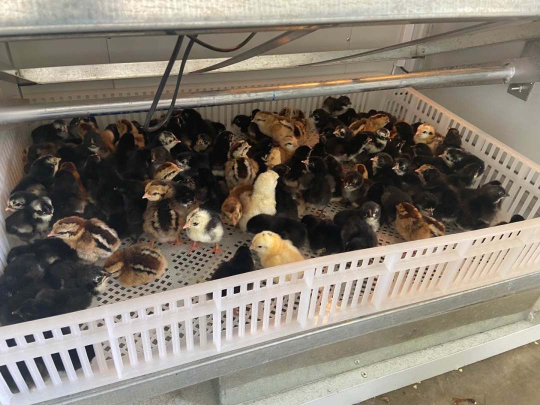 在乡城县委政府的大力支持下,将以"借鸡还鸡"的方式向贫困户提供鸡苗